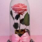 Rosa Eterna Premium rosa preservada que conserva su forma y color natural para el Día de la Madre – Blossom Cartagena
