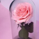 Rosa Eterna Premium rosa preservada que conserva su forma y color natural para el Día de la Madre – Blossom Cartagena