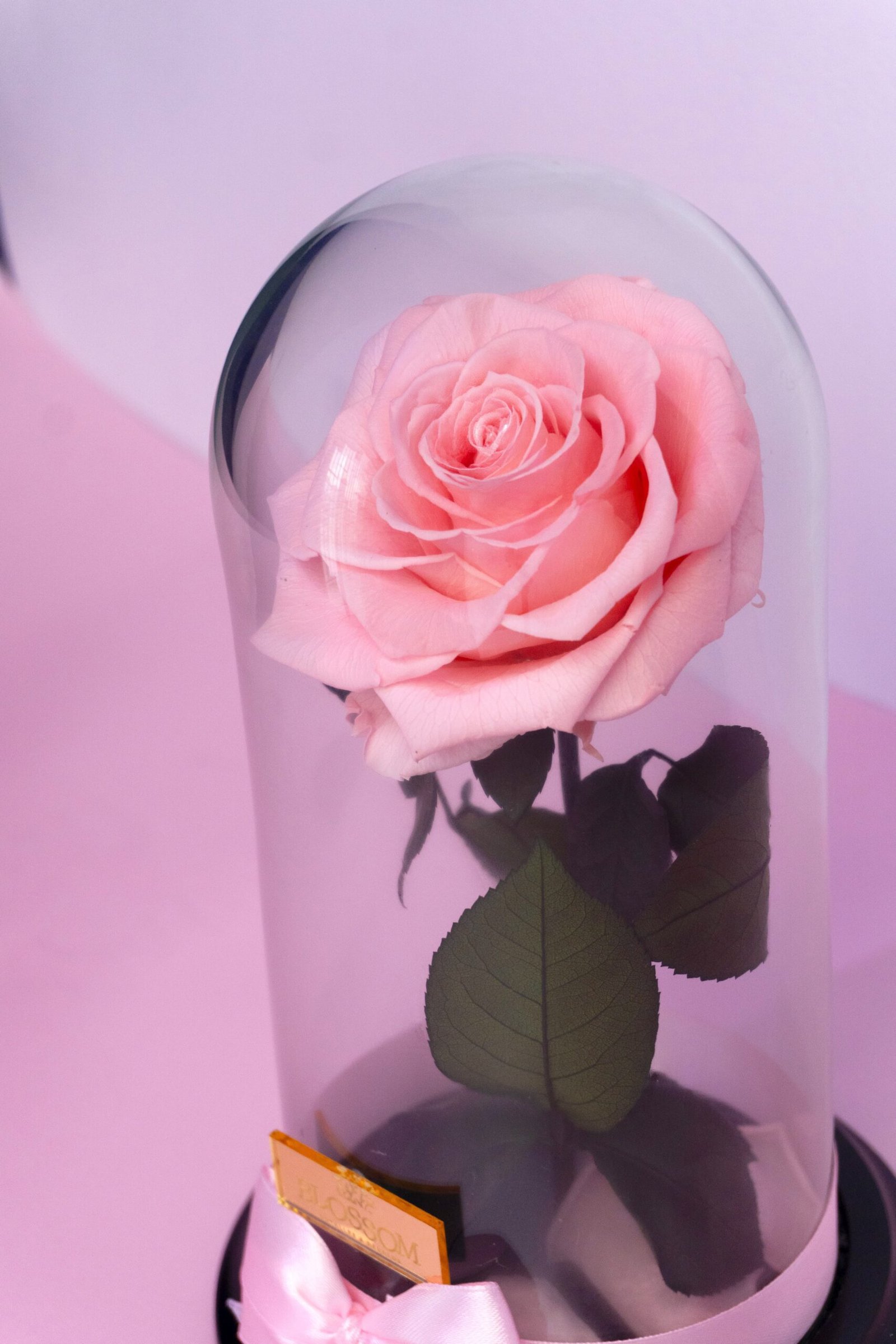 Rosa Eterna Premium rosa preservada que conserva su forma y color natural para el Día de la Madre – Blossom Cartagena