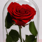 Rosa Eterna Premium rosa preservada que conserva su forma y color natural para el Día de la Madre – Blossom Cartagena