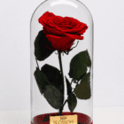Rosa Eterna Premium rosa preservada que conserva su forma y color natural para el Día de la Madre – Blossom Cartagena