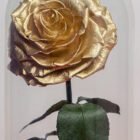 Rosa Eterna Premium rosa preservada que conserva su forma y color natural para el Día de la Madre – Blossom Cartagena